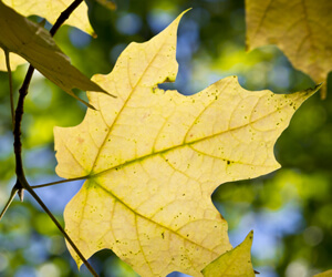 photo - autumn leaves