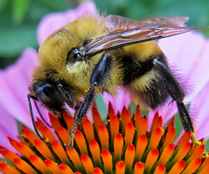 photo - bumblebee macro