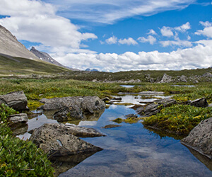 photo - wilcox pass, jasper cn