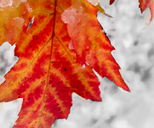 photo - winter leaf