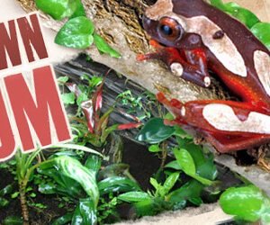 advertising - build your own vivarium