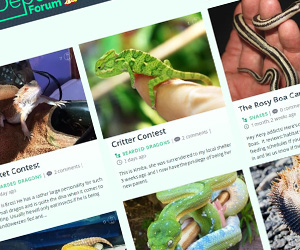 web website - critterfam forum site